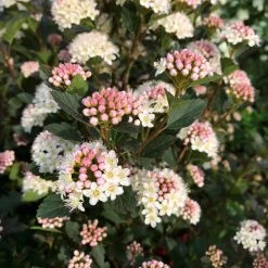Kleinblättrige Rote Blasenspiere 'Tiny Wine'®, Höhe 30-40 Cm, Topf 5 Liter