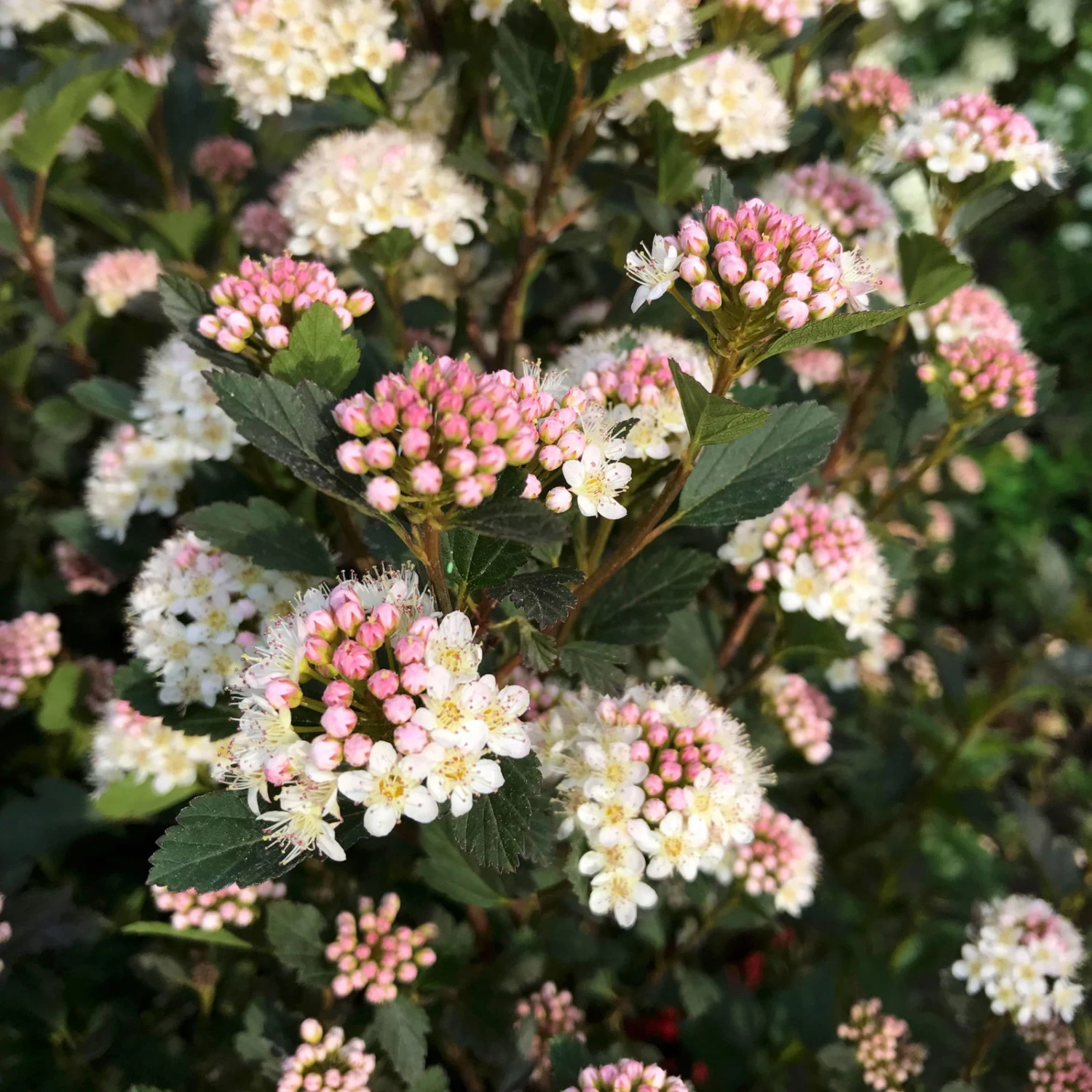 Kleinblättrige Rote Blasenspiere 'Tiny Wine'®, Höhe 30-40 Cm, Topf 5 Liter 1 Kleinblättrige Rote Blasenspiere 'Tiny Wine'®, Höhe 30-40 Cm, Topf 5 Liter