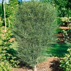 Säulen-Faulbaum, Rhamnus Frangula 'Fine Line'®, Grün, 3er-Set, Topf 5 L