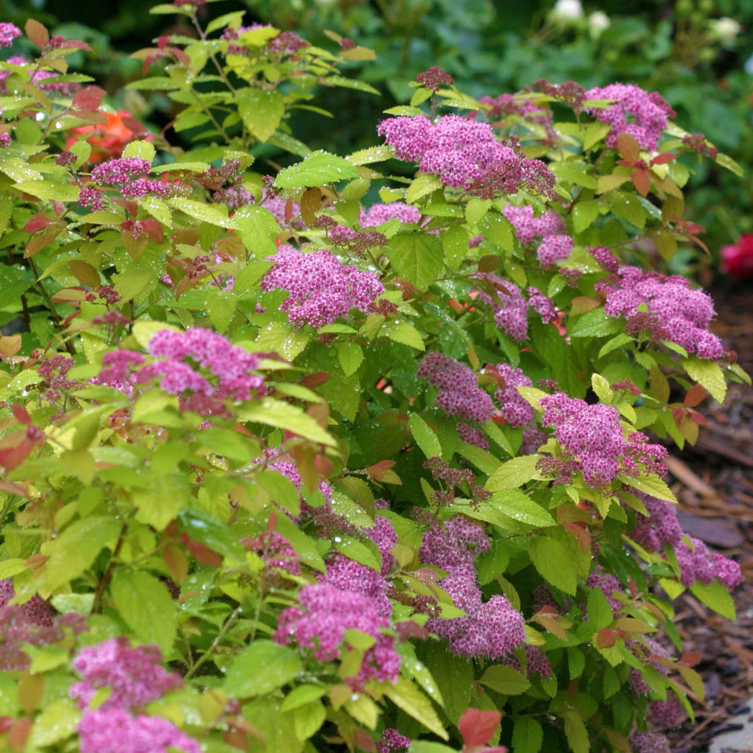 Goldorange Japanspiere 'Double Play®Big Bang', Spiraea Japonica, Topf 5 Liter 2 Goldorange Japanspiere 'Double Play®Big Bang', Spiraea Japonica, Topf 5 Liter – Bild 2