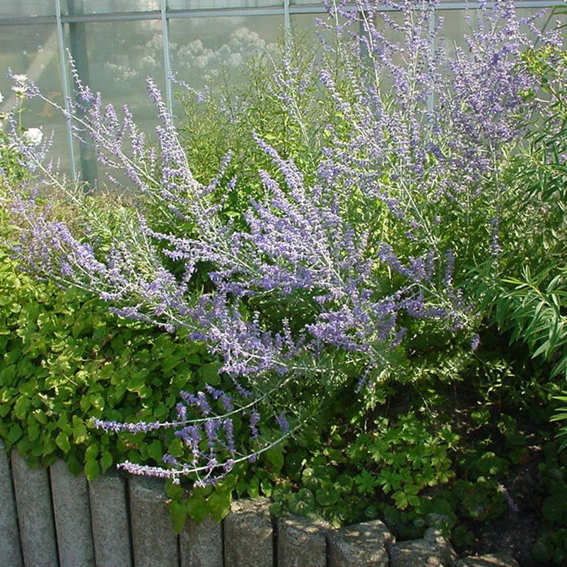 Kollektion 'Bienenweide Blau', 3er-Set, Höhe 30-60 Cm, Topf 4,6 Liter 4 Kollektion 'Bienenweide Blau', 3er-Set, Höhe 30-60 Cm, Topf 4,6 Liter – Bild 4
