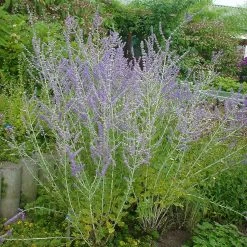 Kollektion 'Bienenweide Blau', 3er-Set, Höhe 30-60 Cm, Topf 4,6 Liter 15 Kollektion 'Bienenweide Blau', 3er-Set, Höhe 30-60 Cm, Topf 4,6 Liter -Gartenbedarf Verkäufe 0410111412 KB Perovskia atri little Spire 74955