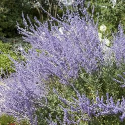 Kollektion 'Bienenweide Blau', 3er-Set, Höhe 30-60 Cm, Topf 4,6 Liter 13 Kollektion 'Bienenweide Blau', 3er-Set, Höhe 30-60 Cm, Topf 4,6 Liter -Gartenbedarf Verkäufe 0410111412 Perovskia Little Spire 1 94153