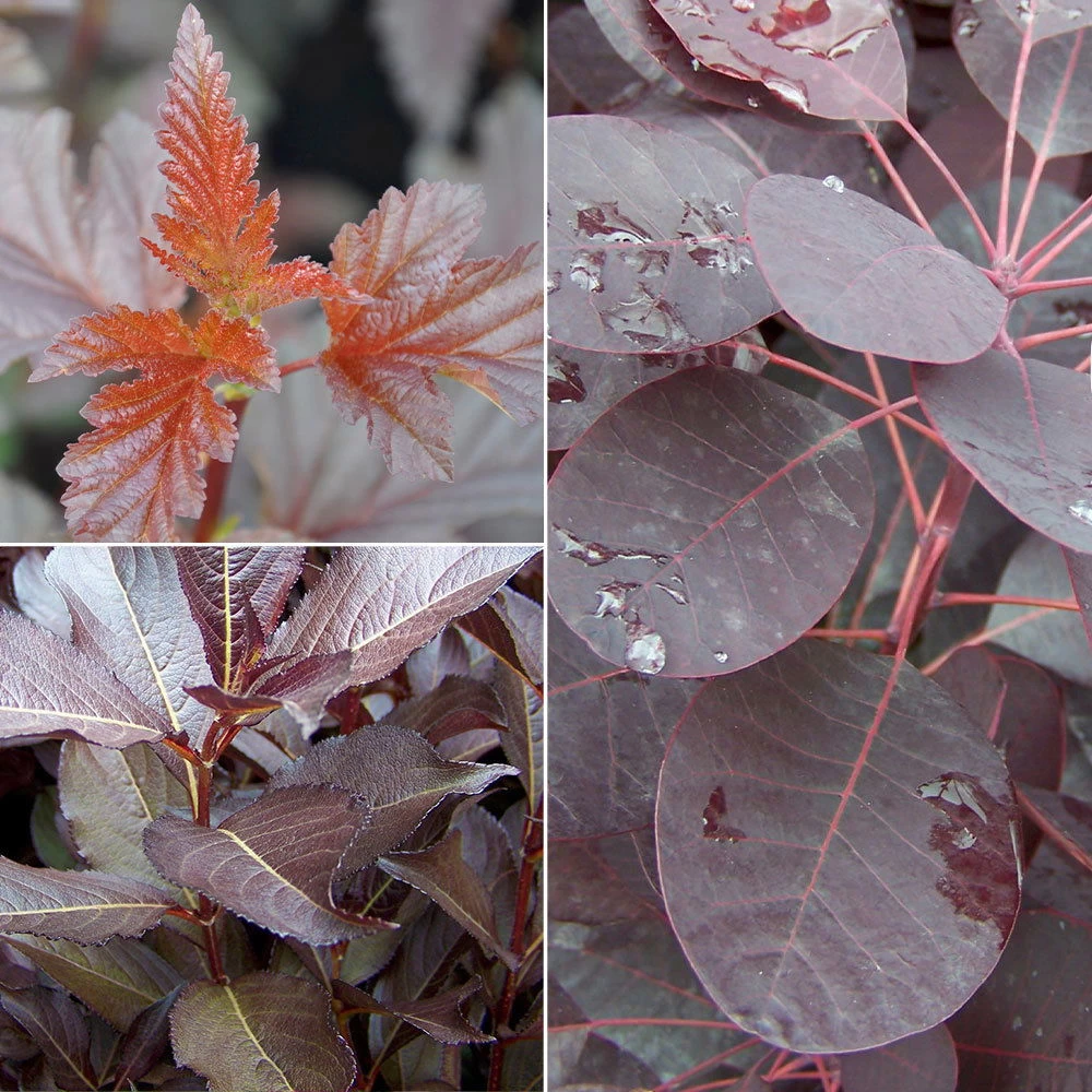 Gehölz-Set Rotlaubig, 3er-Set, Topf 3+4,6 Liter 1 Gehölz-Set Rotlaubig, 3er-Set, Topf 3+4,6 Liter