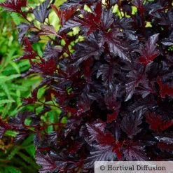 Schwarzrote Blasenspiere 'All Black'®, 3er-Set, Höhe 30-40 Cm, Topf 5 Liter -Gartenbedarf Verkäufe 0410111653 Physocarpus op All Black 3 93044
