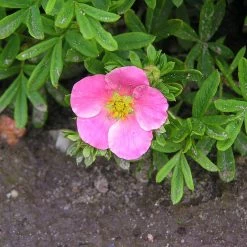 Pinker Fingerstrauch 'Lovely Pink®', Potentilla Fruticosa, Pink, Topf 5 Liter -Gartenbedarf Verkäufe 0410112173 Potentilla frut Lovely Pink 86939