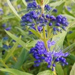 Kollektion 'Bienenweide Blau', 3er-Set, Höhe 30-60 Cm, Topf 4,6 Liter 16 Kollektion 'Bienenweide Blau', 3er-Set, Höhe 30-60 Cm, Topf 4,6 Liter -Gartenbedarf Verkäufe 0410112619 Sommerliche Bienennaehrgehoelze blau 1 99278