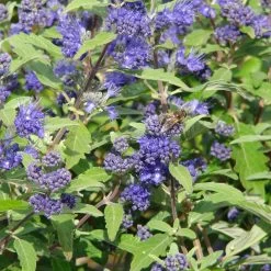 Kollektion 'Bienenweide Blau', 3er-Set, Höhe 30-60 Cm, Topf 4,6 Liter 17 Kollektion 'Bienenweide Blau', 3er-Set, Höhe 30-60 Cm, Topf 4,6 Liter -Gartenbedarf Verkäufe 0410112619 Sommerliche Bienennaehrgehoelze blau 2 99279