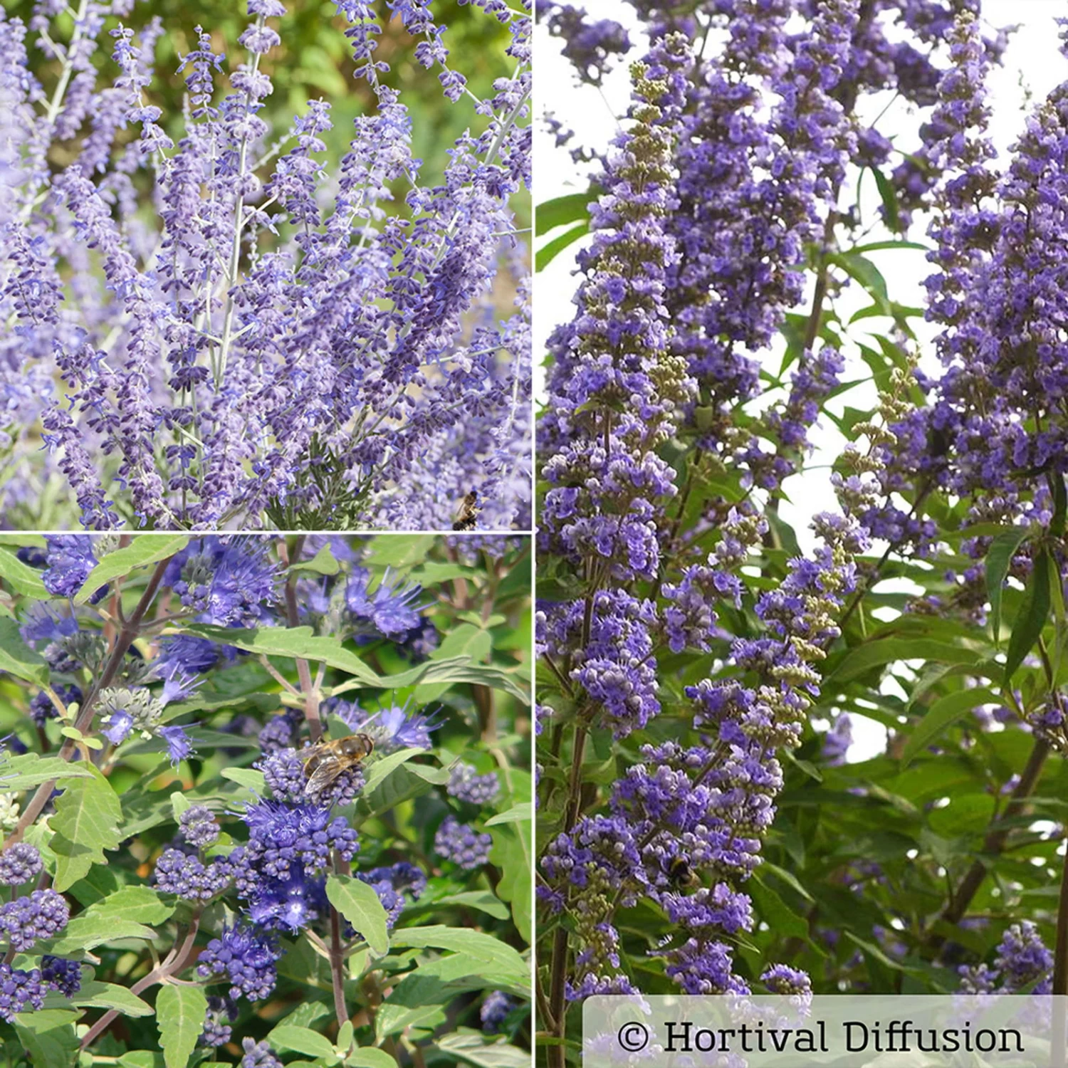 Kollektion 'Bienenweide Blau', 3er-Set, Höhe 30-60 Cm, Topf 4,6 Liter 1 Kollektion 'Bienenweide Blau', 3er-Set, Höhe 30-60 Cm, Topf 4,6 Liter