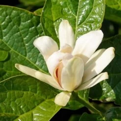 Gewürzstrauch-Set Rot-Weiß, 2er-Set, Höhe 60-80 Cm, Topf 7,5 Liter 9 Gewürzstrauch-Set Rot-Weiß, 2er-Set, Höhe 60-80 Cm, Topf 7,5 Liter -Gartenbedarf Verkäufe 0410112620 Calycanthus Venus Detail Bluete 2 z 119693