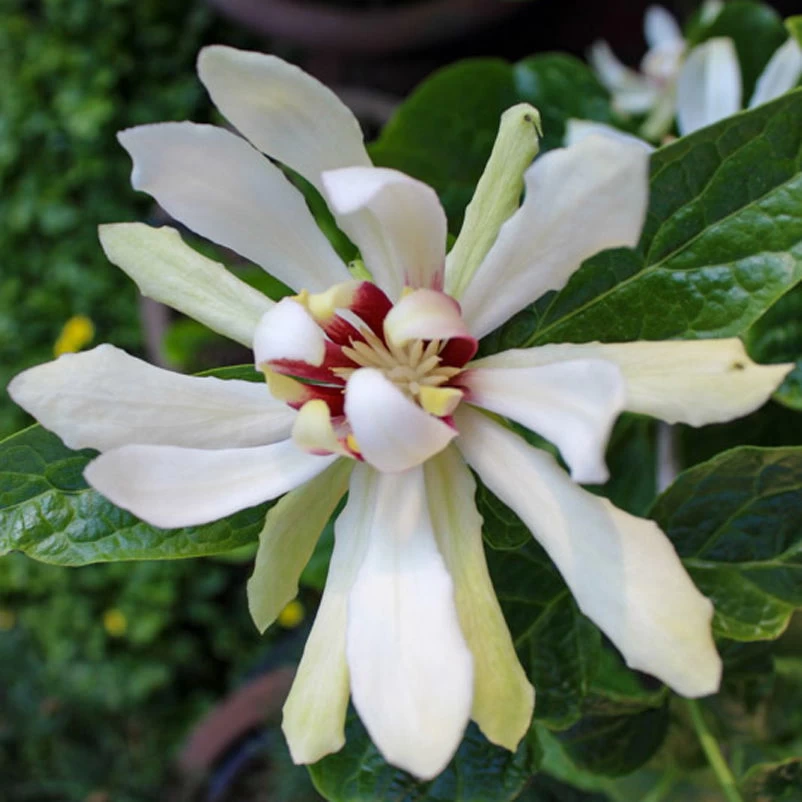 Gewürzstrauch-Set Rot-Weiß, 2er-Set, Höhe 60-80 Cm, Topf 7,5 Liter 2 Gewürzstrauch-Set Rot-Weiß, 2er-Set, Höhe 60-80 Cm, Topf 7,5 Liter – Bild 2