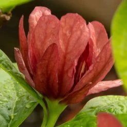 Gewürzstrauch-Set Rot-Weiß, 2er-Set, Höhe 60-80 Cm, Topf 7,5 Liter 11 Gewürzstrauch-Set Rot-Weiß, 2er-Set, Höhe 60-80 Cm, Topf 7,5 Liter -Gartenbedarf Verkäufe 0410112620 Calycanthus raulst Hartlage Wine Detail Bluete 3 z 119695