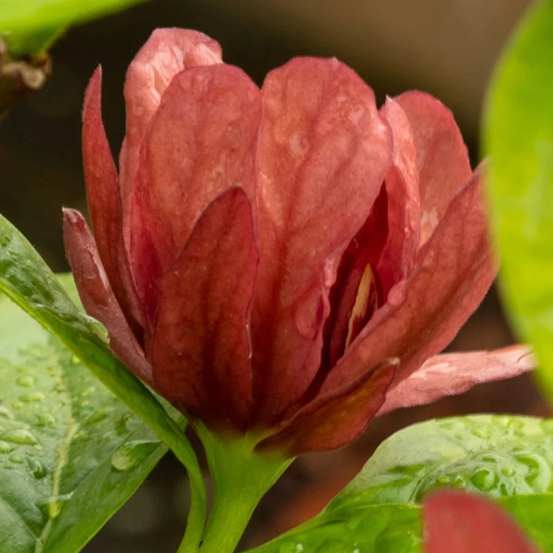 Gewürzstrauch-Set Rot-Weiß, 2er-Set, Höhe 60-80 Cm, Topf 7,5 Liter 5 Gewürzstrauch-Set Rot-Weiß, 2er-Set, Höhe 60-80 Cm, Topf 7,5 Liter – Bild 5