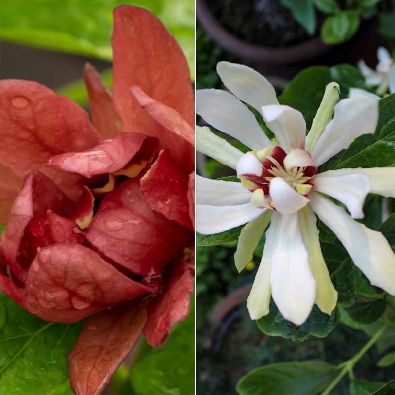 Gewürzstrauch-Set Rot-Weiß, 2er-Set, Höhe 60-80 Cm, Topf 7,5 Liter 1 Gewürzstrauch-Set Rot-Weiß, 2er-Set, Höhe 60-80 Cm, Topf 7,5 Liter