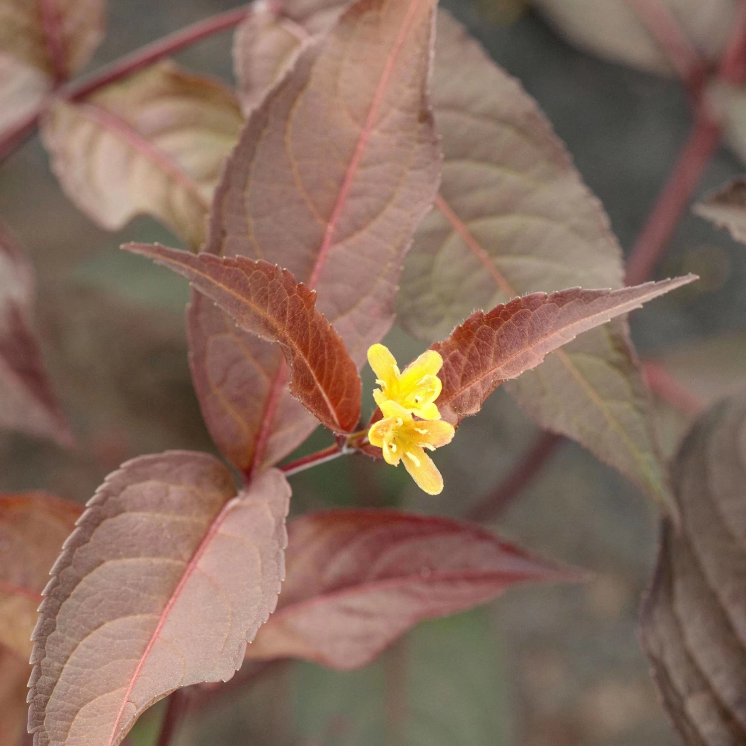 Rotlaubige Amerikanische Weigelie 'Diva'(s), Rot, 4er-Set, Topf 5 Liter 3 Rotlaubige Amerikanische Weigelie 'Diva'(s), Rot, 4er-Set, Topf 5 Liter – Bild 3