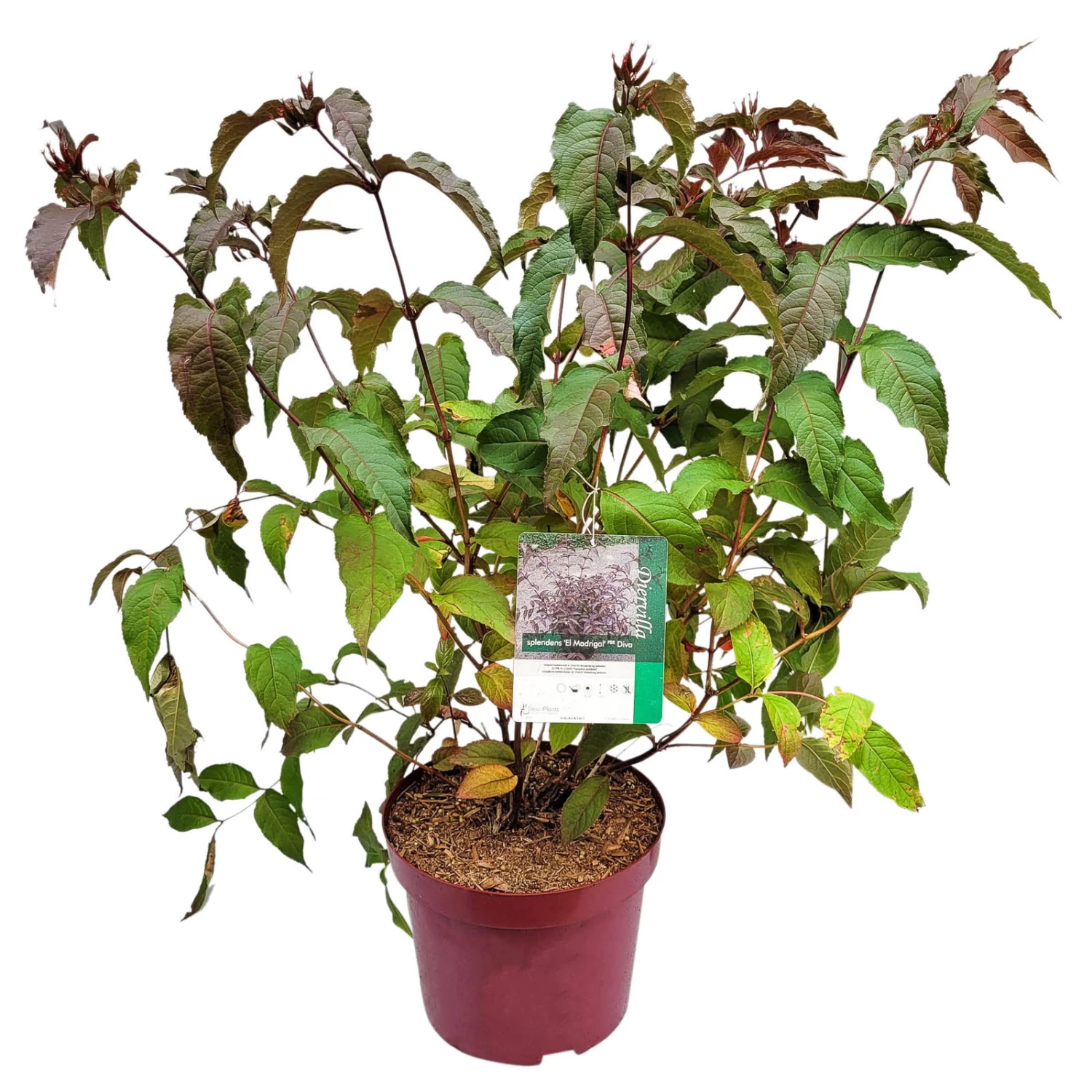 Rotlaubige Amerikanische Weigelie 'Diva'(s), Rot, 4er-Set, Topf 5 Liter 1 Rotlaubige Amerikanische Weigelie 'Diva'(s), Rot, 4er-Set, Topf 5 Liter