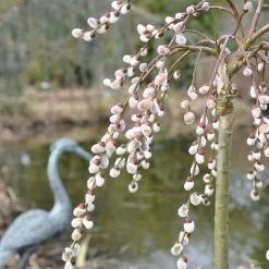 Hängende Kätzchenweide 'Pendula', 125 Cm Stamm, 7,5 Lt. Topf