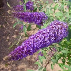 Duo-Schmetterlingsstrauch, Buddleja 'Reve De Papillion'®, Blau-weiß, Topf 5 Lt. 7 Duo-Schmetterlingsstrauch, Buddleja 'Reve De Papillion'®, Blau-weiß, Topf 5 Lt. -Gartenbedarf Verkäufe 0410220176 BUDDLEJA davidii Reve de Papillon Blue 2 Kordes 78179