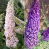 Duo-Schmetterlingsstrauch, Buddleja 'Reve De Papillion'®, Blau-weiß, Topf 5 Lt.
