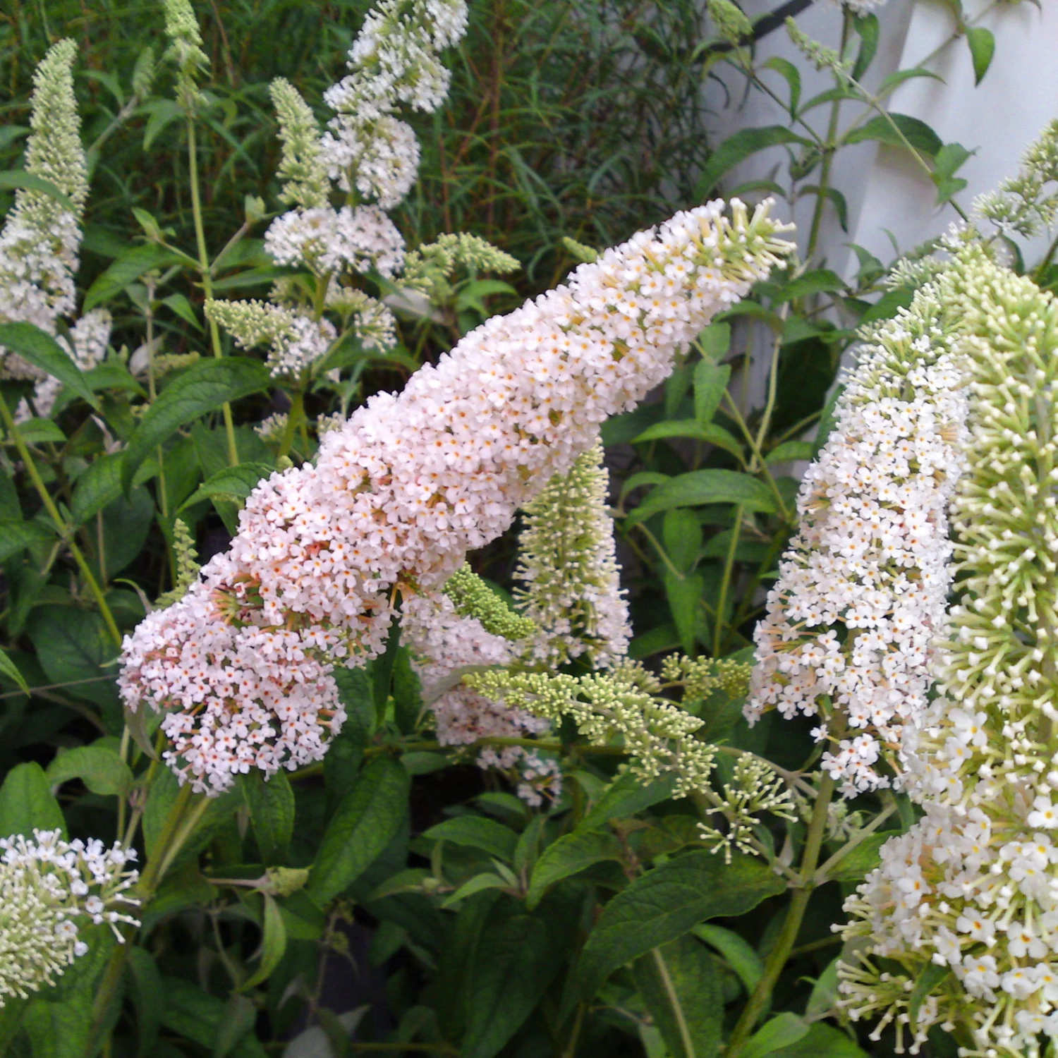 Duo-Schmetterlingsstrauch, Buddleja 'Reve De Papillion'®, Blau-weiß, Topf 5 Lt. 2 Duo-Schmetterlingsstrauch, Buddleja 'Reve De Papillion'®, Blau-weiß, Topf 5 Lt. – Bild 2