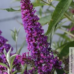 Schmetterlingsflieder 'Butterfly Tower'(S), Magenta, Höhe Ca. 30cm, 5 Liter Topf