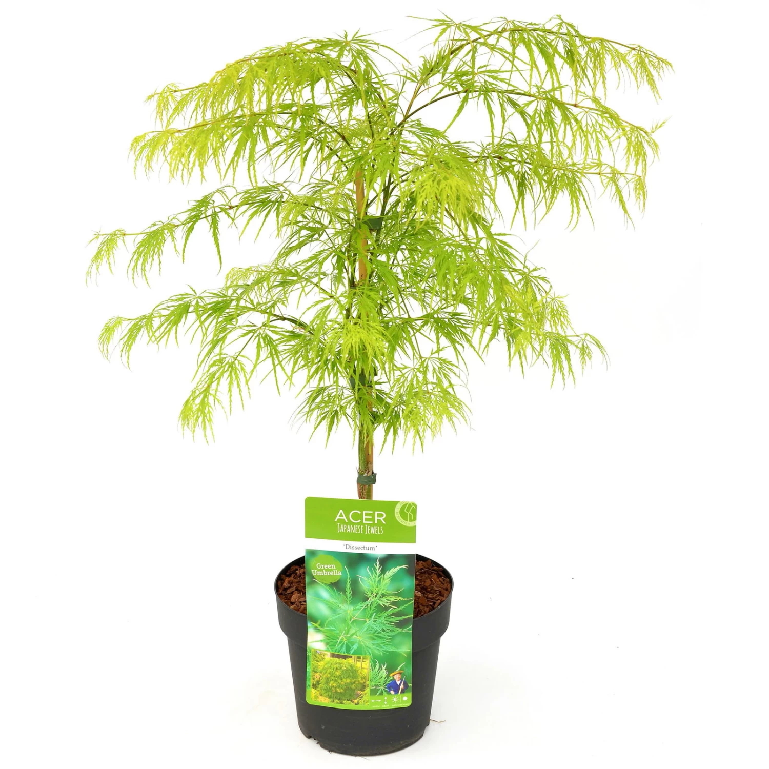 Grüner Schlitzahorn 'Dissectum', Höhe 40 - 60 Cm, Topf-Ø 19 Cm 2 Grüner Schlitzahorn 'Dissectum', Höhe 40 - 60 Cm, Topf-Ø 19 Cm – Bild 2