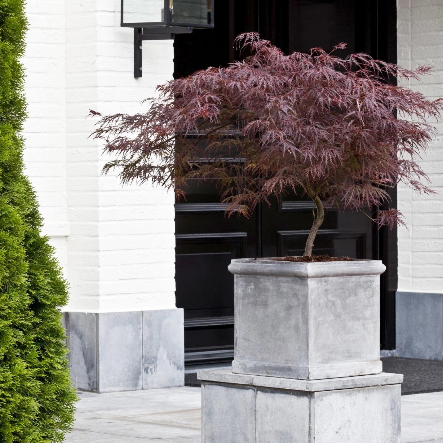 Roter Schlitzahorn 'Dissectum Garnet', Höhe 50 - 60 Cm, Topf 10 Liter 2 Roter Schlitzahorn 'Dissectum Garnet', Höhe 50 - 60 Cm, Topf 10 Liter – Bild 2