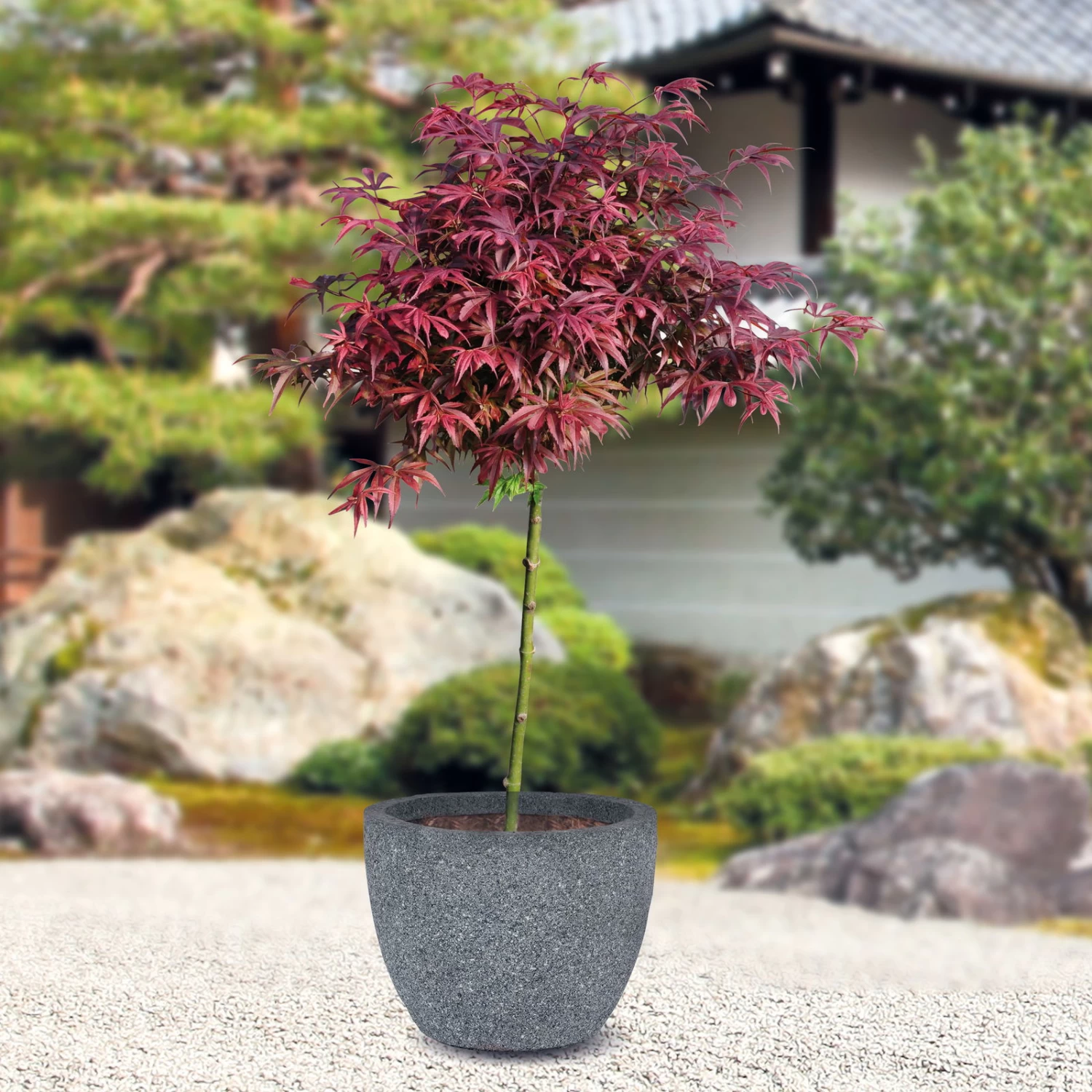 Japanischer Zwergahorn 'Shaina', Stammhöhe Ca. 40 Cm, Topf 10 Liter 2 Japanischer Zwergahorn 'Shaina', Stammhöhe Ca. 40 Cm, Topf 10 Liter – Bild 2