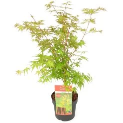 Korallenrinden Fächerahorn 'Sangokaku', Höhe 40 - 60 Cm, Topf-Ø 19 Cm -Gartenbedarf Verkäufe 0410301065 Acer palm Sangokaku Son und Koot 1 84624