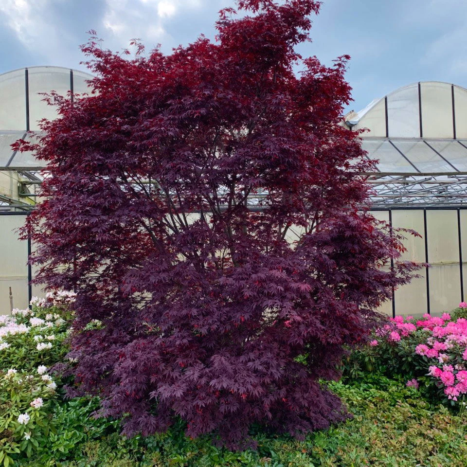 Japanischer Ahorn 'Black Lace'PBR, Rotlaubig, Höhe 40 - 60 Cm, Topf-Ø 19 Cm 2 Japanischer Ahorn 'Black Lace'PBR, Rotlaubig, Höhe 40 - 60 Cm, Topf-Ø 19 Cm – Bild 2