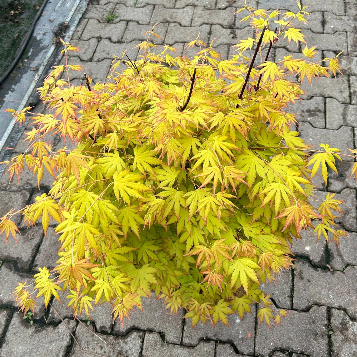 Japanischer Fächerahorn 'Orange Dream', Höhe 80 - 100 Cm, Topf 10 Liter 4 Japanischer Fächerahorn 'Orange Dream', Höhe 80 - 100 Cm, Topf 10 Liter – Bild 4