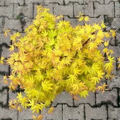 Japanischer Fächerahorn 'Orange Dream', Höhe 80 - 100 Cm, Topf 10 Liter 9 Japanischer Fächerahorn 'Orange Dream', Höhe 80 - 100 Cm, Topf 10 Liter -Gartenbedarf Verkäufe 0410301209 acer gelblaubig orange dream oder irene 5 124007