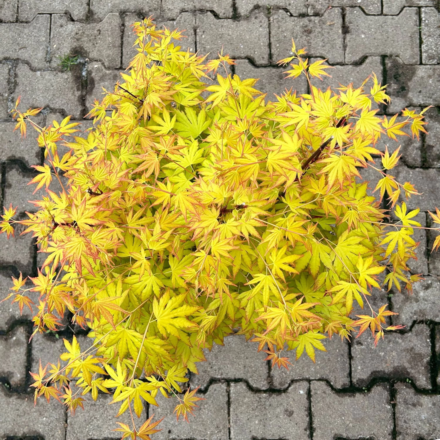 Japanischer Fächerahorn 'Orange Dream', Höhe 80 - 100 Cm, Topf 10 Liter 3 Japanischer Fächerahorn 'Orange Dream', Höhe 80 - 100 Cm, Topf 10 Liter – Bild 3