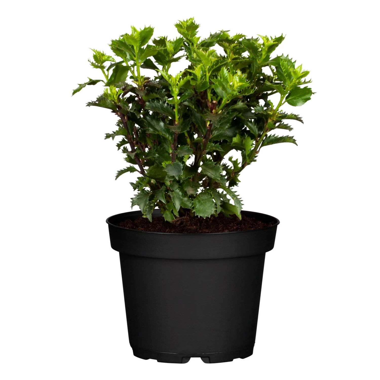 Ilex Meserveae 'Little Rascal'®, 20er-Set, Höhe 12-15 Cm, Topf 1,5 L 2 Ilex Meserveae 'Little Rascal'®, 20er-Set, Höhe 12-15 Cm, Topf 1,5 L – Bild 2