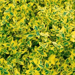 Euonymus Fortunei 'Emerald Gold' Gelbgrün, Topf-Ø 13 Cm, 6er Set