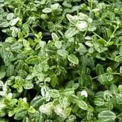 Euonymus Fortunei 'Silverstone®', Topf-Ø 9 Cm 9 Cm, 12er-Set