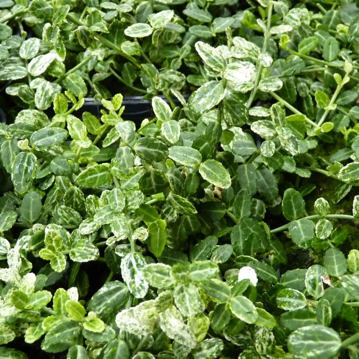 Euonymus Fortunei 'Silverstone®', Topf-Ø 9 Cm 9 Cm, 12er-Set 1 Euonymus Fortunei 'Silverstone®', Topf-Ø 9 Cm 9 Cm, 12er-Set