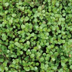 Mühlenbeckie, 12er-Set, Sattgrün, 9 Cm Ø Topf