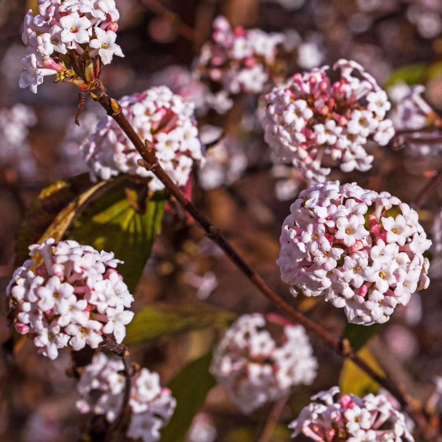 Winter-Schneeball 'Charles Lamont', Viburnum X Bodnantense, 4er-Set, Topf 3 L 1 Winter-Schneeball 'Charles Lamont', Viburnum X Bodnantense, 4er-Set, Topf 3 L