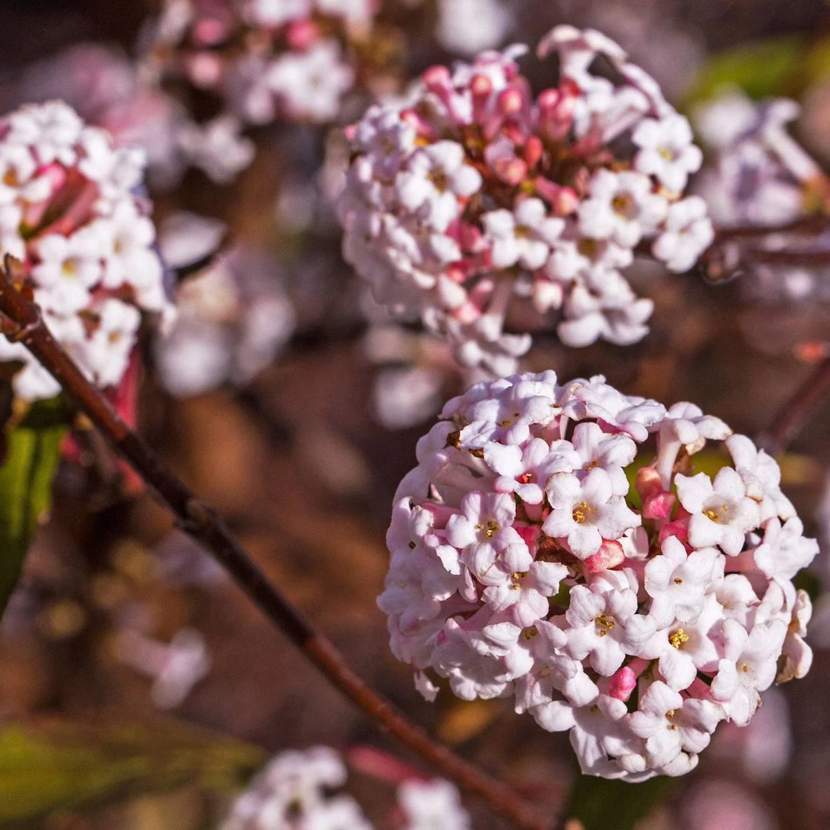 Winter-Schneeball 'Charles Lamont', Viburnum X Bodnantense, 4er-Set, Topf 3 L 2 Winter-Schneeball 'Charles Lamont', Viburnum X Bodnantense, 4er-Set, Topf 3 L – Bild 2