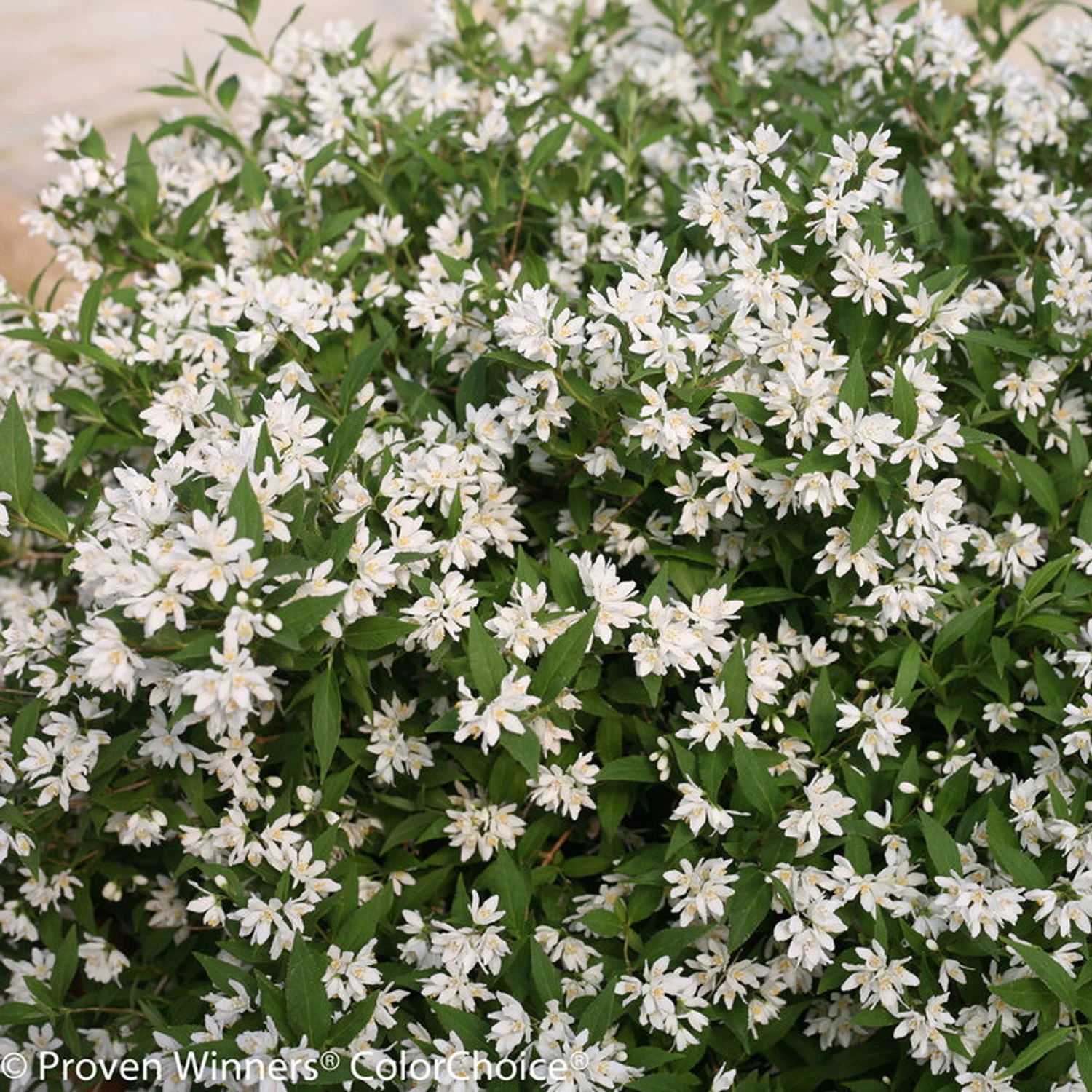 Weißer Sternenstrauch, Deutzia 'Yuki Snowflake'®, 5er-Set, Topf 3 Liter 1 Weißer Sternenstrauch, Deutzia 'Yuki Snowflake'®, 5er-Set, Topf 3 Liter