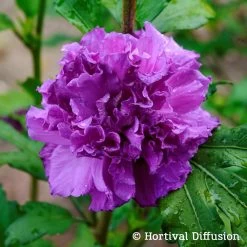 Garten-Hibiskus, Hibiscus Syriacus 'French Cabaret® Purple', Blauviolett, 40-60 Cm Hoch, Topf 5 L