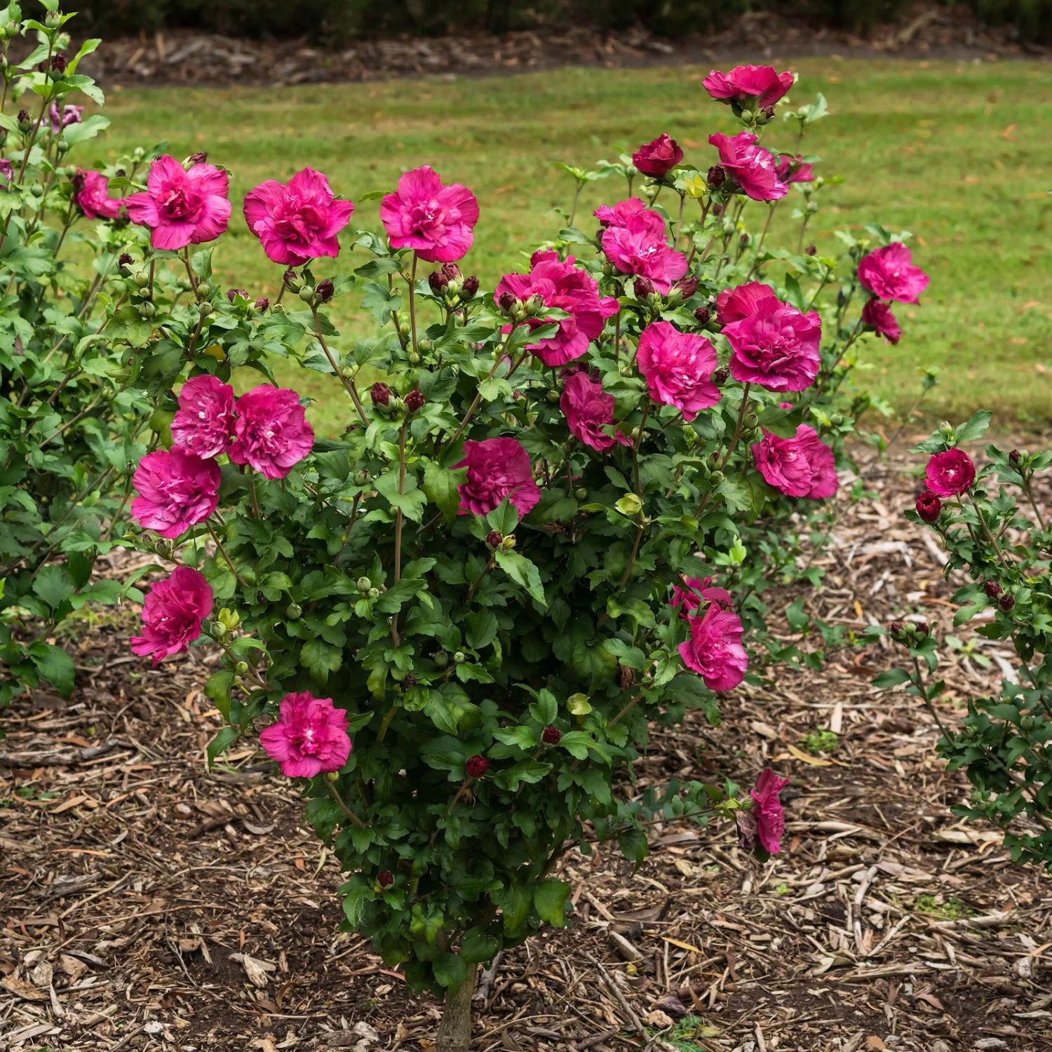 Garten-Hibiskus 'Magenta Chiffon®', Magenta, 40-60 Cm Hoch, Topf 5 L 4 Garten-Hibiskus 'Magenta Chiffon®', Magenta, 40-60 Cm Hoch, Topf 5 L – Bild 4