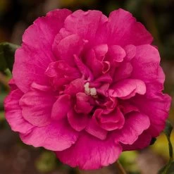 Garten-Hibiskus 'Magenta Chiffon®', Magenta, 40-60 Cm Hoch, Topf 5 L 8 Garten-Hibiskus 'Magenta Chiffon®', Magenta, 40-60 Cm Hoch, Topf 5 L -Gartenbedarf Verkäufe 0410900565 Hibiscus Magenta Chiffon 74249