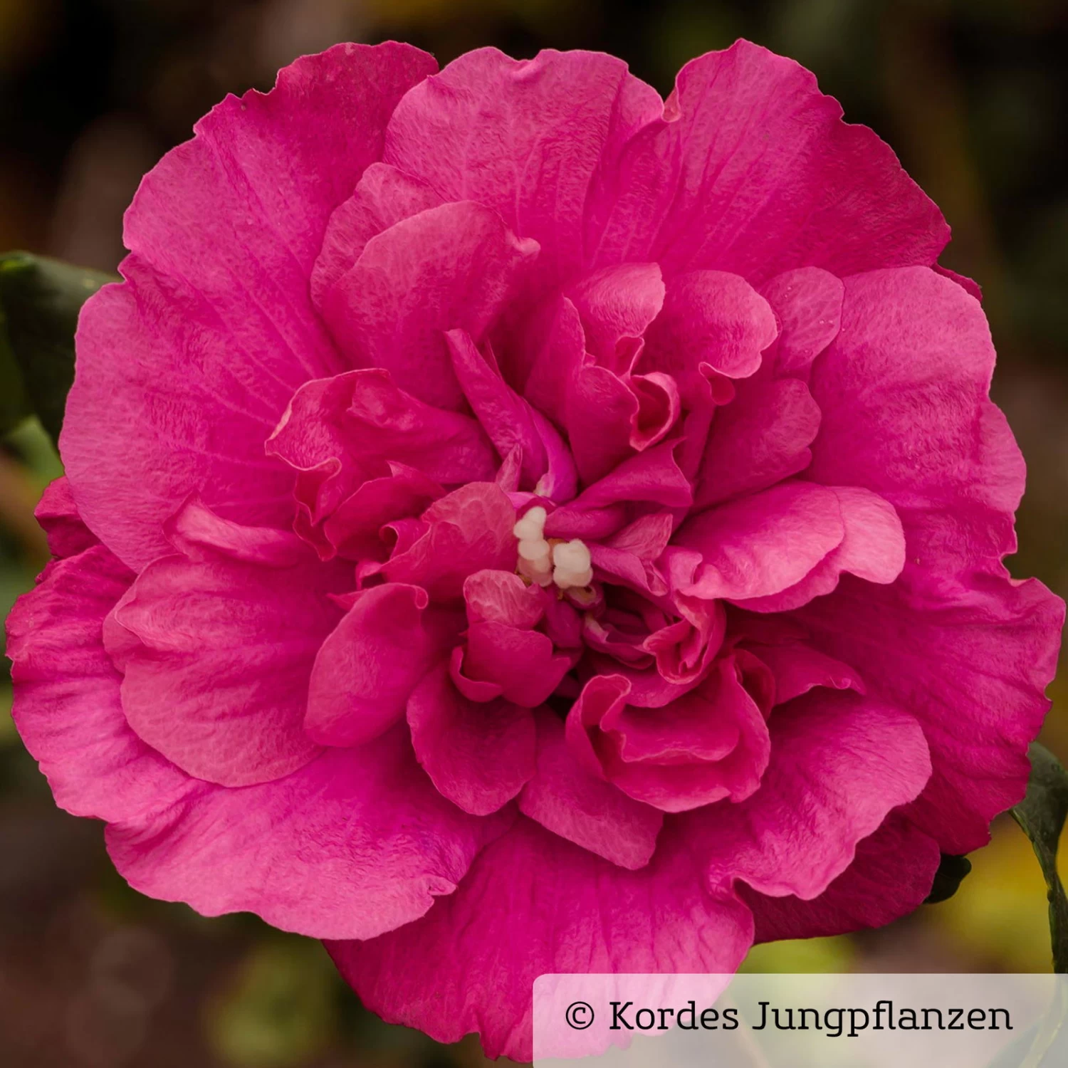 Garten-Hibiskus 'Magenta Chiffon®', Magenta, 40-60 Cm Hoch, Topf 5 L 2 Garten-Hibiskus 'Magenta Chiffon®', Magenta, 40-60 Cm Hoch, Topf 5 L – Bild 2