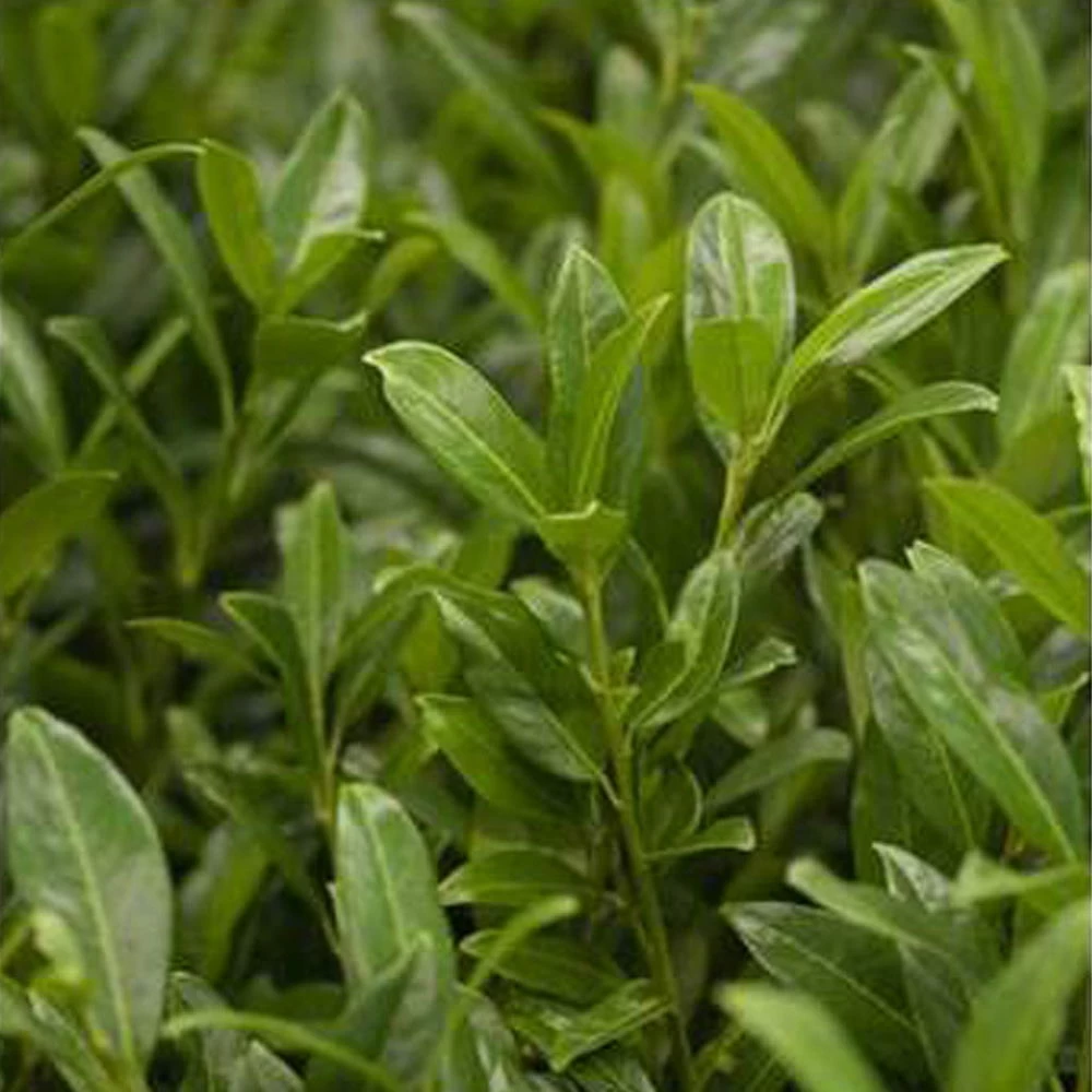 Aufrechter Kirschlorbeer 'Herbergii', 10er-Set, Höhe 80-100 Cm, Topf Je 12 Liter 1 Aufrechter Kirschlorbeer 'Herbergii', 10er-Set, Höhe 80-100 Cm, Topf Je 12 Liter