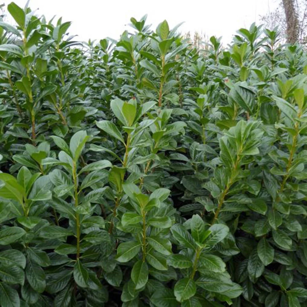 Kirschlorbeer 'Novita', 100/125 Cm, 15 Lt. Topf 1 Kirschlorbeer 'Novita', 100/125 Cm, 15 Lt. Topf