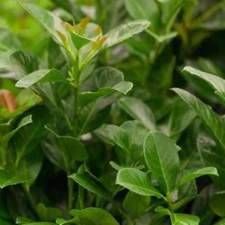 Kirschlorbeer 'Etna'®, 10er-Set, Höhe 80-100 Cm, Topf Je 12 Liter