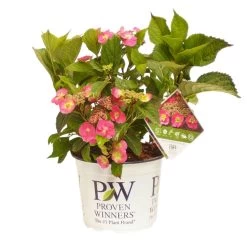 Tellerhortensie Flair & Flavours(R) 'Cotton Candy®', 3er-Set, Rosa, Topf 5 Liter -Gartenbedarf Verkäufe 0415100823 Hydrangea mac Cotton Candy 3er Set 2 109216