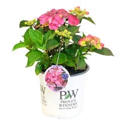 Tellerhortensie Flair & Flavours(R) 'Cotton Candy®', 3er-Set, Rosa, Topf 5 Liter -Gartenbedarf Verkäufe 0415100823 Hydrangea mac Cotton Candy 3er Set 3 109217